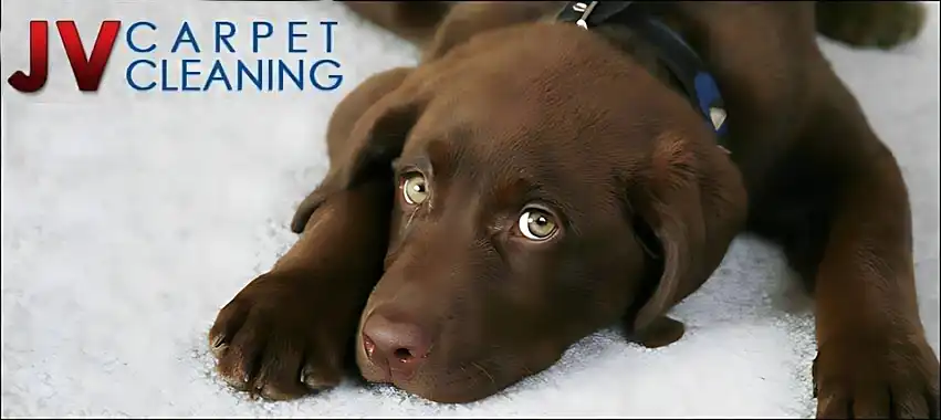 JV Carpet Cleaning logo